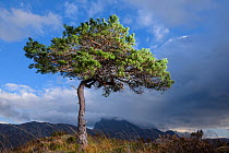 RF - Solitary Scots pine (Pinus sylvestris) lit by strobe, Torridon, Wester Ross, Scotland, UK. November. (This image may be licensed either as rights managed or royalty free.)