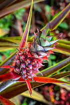 Ornamental pineapple (Ananas lucidus). Dominica, Lesser Antilles.