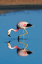 Andean flamingo (Phoenicoparrus andinus) wading, reflected in water, Los Flamencos National Reserve, Chile.