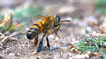 Honeybee succumbing to paralysis from the venom of a female European beewolf (Philanthus triangulum) Dorset, England.