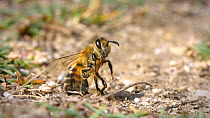 Honeybee succumbing to paralysis from the venom of a female European beewolf (Philanthus triangulum) Dorset, England.