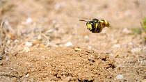 Female European beewolf (Philanthus triangulum) flying into its burrow, grasping a paralysed honeybee that will be food for its larva, Dorset, England.