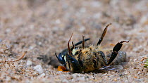 Female European beewolf (Philanthus triangulum) dragging a honeybee paralysed by its venom into its burrow, Dorset, England.