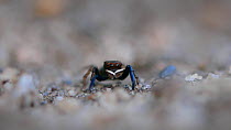 Jumping spider (Euophrys frontalis) showing its white palps walks across heathland in Dorset, England.