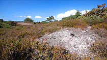 Tracking shot of bare patch of ground in mid-summer in heathland, Dorset which is home to rare invertebrates and reptiles such as Tiger Beetles (Cicindela sylvatica) and Sand Lizards (Lacerta agilis)....