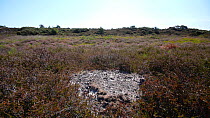 Tracking shot of a bare patch of ground in mid-summer in heathland, Dorset which is home to rare invertebrates and reptiles such as Tiger Beetles (Cicindela sylvatica) and Sand Lizards (Lacerta agilis...