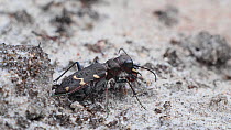 Heath tiger beetle (Cicindela sylvatica) feeding on an ant on heathland, Dorset, England.