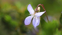 Pale dog-violet (Viola Lactea) on heathland in Dorset, England. The Pale Dog-Violet is a nationally scarce species and is classified as Vulnerable in The Vascular Plant Red Data List for Great Britain...