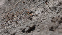 Female Purbeck mason wasp (Pseudepipona herrichii) removing spoil from its burrow in an open patch of ground on heathland in Dorset, England.
