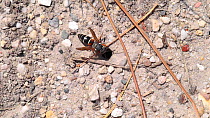 Female Purbeck mason wasp (Pseudepipona herrichii) flying into its burrow in an open patch of ground on heathland in Dorset, England.