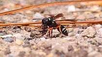 Female Purbeck mason wasp (Pseudepipona herrichii) removing spoil from its burrow, Dorset, England.