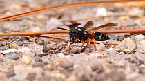 Female Purbeck mason wasp (Pseudepipona herrichii) removing spoils from its burrow and flying away, Dorset, England.