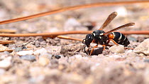 Female Purbeck mason wasp (Pseudepipona herrichii) leaving its burrow, Dorset, England.