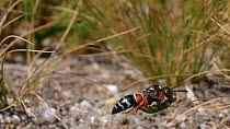 Slow motion clip of female Purbeck mason wasp (Pseudepipona herrichii) returning to its burrow with a Heath Button Moth (Acleris hyemana) caterpillar, Dorset, England. NEEDS TRIMMING AND REXPORTING.