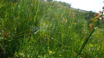 Slow motion clip of two Southern damselflies (Coenagrion mercuriale) flying through reeds, Dorset, England.