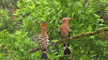 Male Hoopoe (Upupa epops) perched with prey in beak, joined by female, male exchanges prey, France.