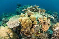 Coral reef, Atauro Island, East Timor.