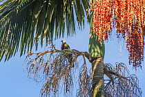 Wompoo fruit dove (Ptilinopus magnificus) perched in fruiting Alexander palm (Archontophoenix alexandrae) tree. Lake Barrine, Crater Lakes National Park, Wet Tropics of Queensland, Australia.