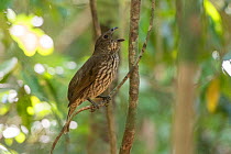 Tooth-billed bowerbird (Scenopoeetes dentirostris) singing whilst perched on branch. Queensland, Australia.