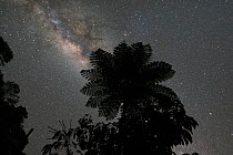 Australian tree fern (Sphaeropteris cooperi) silhouetted against Milky Way in night sky. Queensland, Australia.