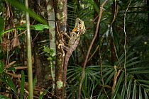 Boyd's forest dragon (Hypsilurus boydii) on tree trunk in rainforest. Queensland, Australia.