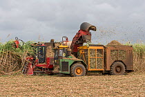 Sugar cane (Saccharum officinarum) harvest with combine harvester. Queensland, Australia. September 2016.