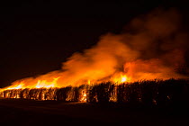 Fire in sugar cane (Saccharum officinarum) crop at night, burning makes crop easier to harvest. Mareeba, Far North Queensland, Australia. 2016.