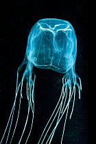 Box jellyfish (Chironex fleckeri). Far North Queensland, Australia.