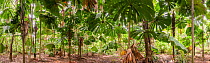 Licuala palm (Licuala ramsayi) forest. Queensland, Australia.