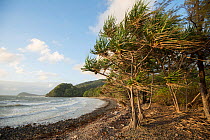 Pandanus palm (Pandanus sp) trees, windswept on beach. Cape Tribulation, Far North Queensland, Australia. 2012.