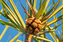 Pandanus palm (Pandanus sp) fruits. Australia.