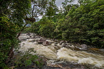 River through Daintree Rainforest. Mossman Gorge, Wet Tropics of Queensland, Australia. 2014.