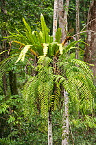 Bird&#39;s nest fern (Asplenium nidus) growing on tree trunk. Daintree Rainforest, Wet Tropics of Queensland, Australia.