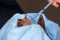 Diadem leaf-nosed bat (Hipposideros diadema) with wing injury feeding from syringe, held by carer. Tolga Bat Hospital, Atherton Tablelands, Far North Queensland, Australia. 2014. Captive.