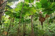 Licuala fan palm (Licuala ramsayi) in rainforest. Queensland, Australia.