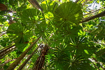 Licuala fan palm (Licuala ramsayi) leaves in forest, view from below. Queensland, Australia.