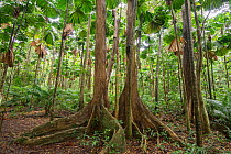 Licuala fan palm (Licuala ramsayi) forest. Queensland, Australia.