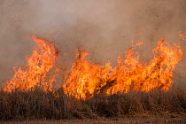 Flames arising from open burning in agricultural field to clear ground before sowing new crop. The burning creates large amounts of black carbon particles and reduces soil fertility. Mareeba, Far Nort...