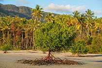 Mangrove trees with propagules (seeds) and aerial roots on beach at low tide. Coconut trees (Cocos nucifera) along coastline. Daintree National Park, Wet Tropics of Queensland, Australia. 2014.