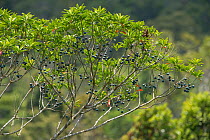 Blue quandong (Elaeocarpus angustifolius) tree with fruit, in canopy. Daintree Rainforest, Wet Tropics of Queensland, Australia.