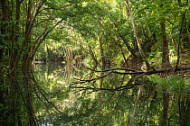 Trees of Daintree Rainforest reflected in creek. Wet Tropics of Queensland, Australia. 2015.