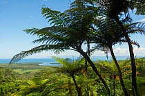 Tree ferns overlooking Daintree Rainforest and mouth of Daintree river. Wet Tropics of Queensland, Australia. 2015.