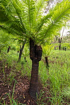 Cycad (Cycas media) field. Far North Queensland, Australia.