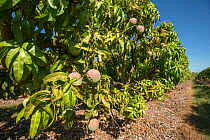 Mango orchard with varieties such as Kensington Pride, R2E2 and Brooke. Atherton Tablelands, Queensland, Australia.