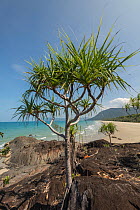 Pandanus palm (Pandanus sp) tree growing amongst rocks on coast. Far North Queensland, Australia. 2017.