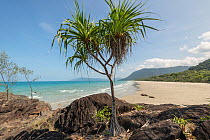 Pandanus palm (Pandanus sp) tree growing amongst rocks at edge of beach. Far North Queensland, Australia. 2017.