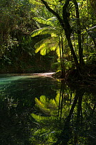 Wait-a-while vine (Calamus muelleri) and rainforest reflected in creek. Hutchinson Creek, Daintree rainforest, Wet Tropics of Queensland, Australia.