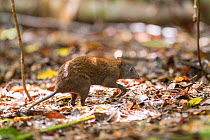 Musky rat-kangaroo (Hypsiprymnodon moschatus) in leaf litter. Queensland, Australia.