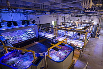 Tanks with Great Barrier Reef experiments at National Sea Simulator. Australian Institute of Marine Science where impacts of complex environmental changes are researched, Cape Ferguson, Queensland, Au...