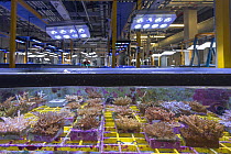 Coral native to Great Barrier Reef inside experiment tank at National Sea Simulator, biologist in background. Australian Institute of Marine Science where impacts of complex environmental changes are...